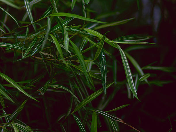 istock Nature green grass with fresh rain dew drop background texture. 2220566620