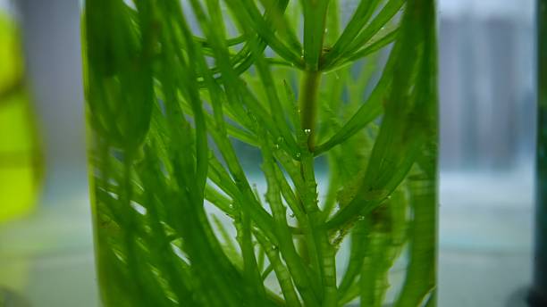 istock Plant roots suspended in clear liquid inside laboratory test tube 2220568433