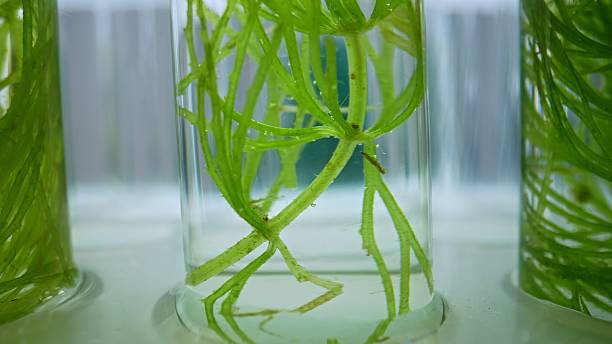 istock Plant roots suspended in clear liquid inside laboratory test tube 2220568637