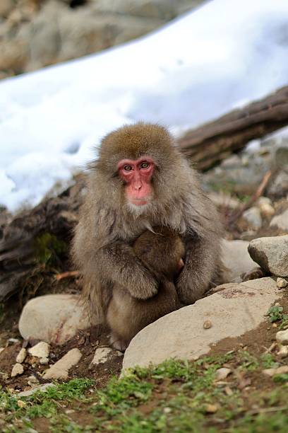 istock Japanese macaque mother hugging infant in snow 2220570116