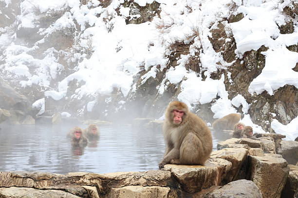 Japanese macaques bathing in natural hot springs