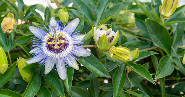 istock Stunning passionflower blooms in a lush garden setting under bright sunlight 2220571420