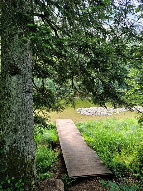 istock Lake in Forest - Taubensee Ruhpolding 2220571567