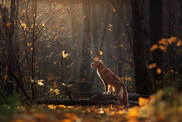 Dog standing in sunlit forest with golden leaves
