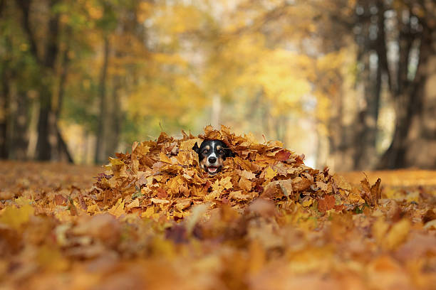 istock Border collie buried under autumn leaves 2220573627