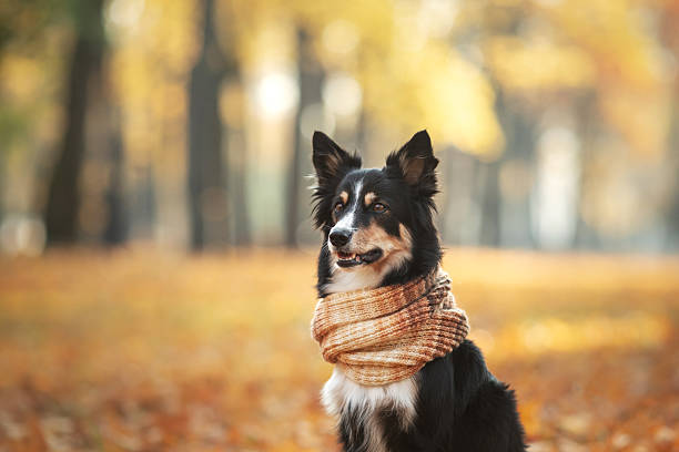 istock Border collie wearing a scarf in autumn setting 2220573634