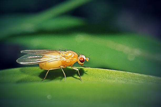 Meiosimyza platycephala Lauxaniid Fly Insect. Digitally Enhanced Photograph.