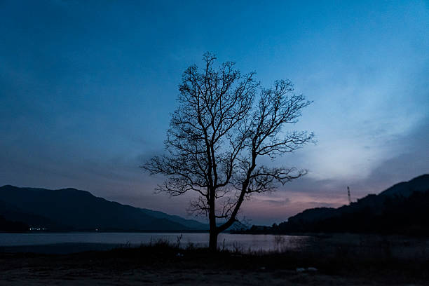 Leafless branches.
