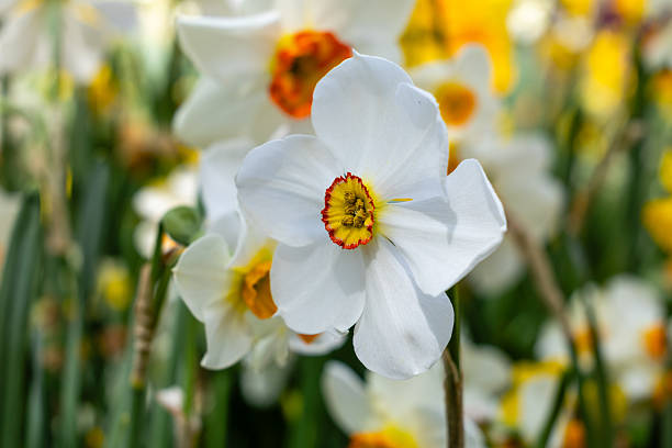 istock daffodil flowers grown in a garden in Madrid 2220574809
