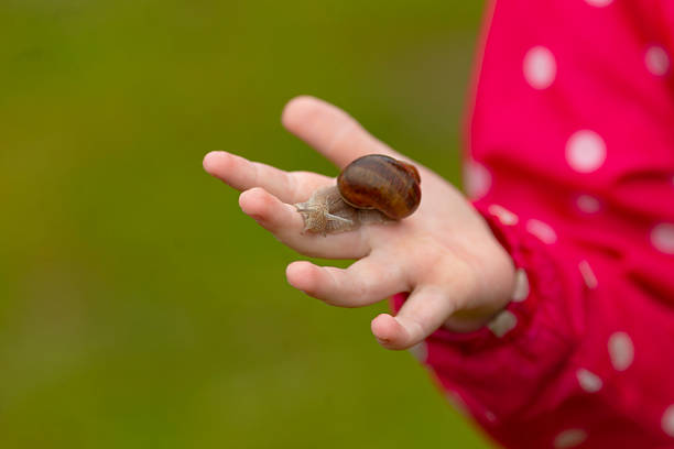 istock A Child Gently Holding a Snail on Their Hand While in Nature 2220575093