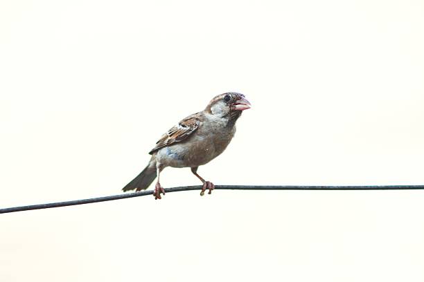 National Bird Day, celebrated on January 5 each year, is a day dedicated to raising awareness about the importance of birds in our ecosystems and their conservation. To raise awareness and protect these small creatures, World Sparrow Day is celebrated every year on March 20th. World Sparrow Day was initiated by \