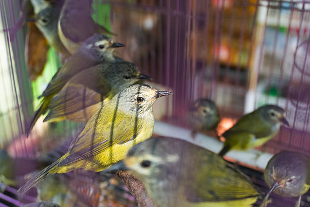 Apalopteron javanicum - Javan Heleia. A tiny songbird native to the tropical forests of Southeast Asia. Caged and sold in pet stores.