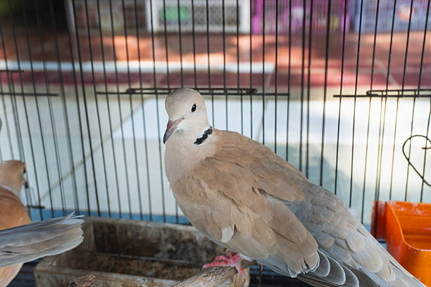 istock A Beautiful Barbary Dove 2220575913