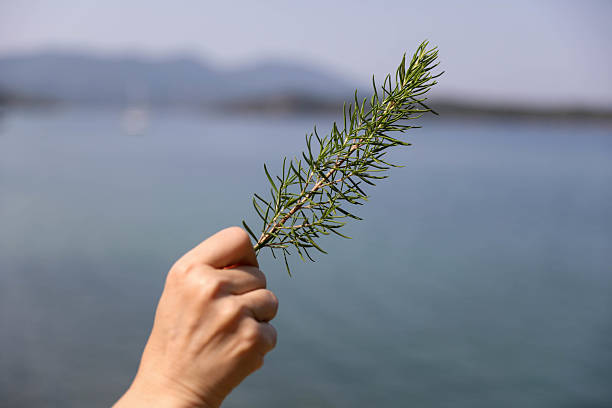 Close-up of a hand holding a sprig of fresh rosemary with the sea and distant mountains in the background. The image captures a natural, aromatic herb in a coastal setting, perfect for concepts related to nature, wellness, Mediterranean cuisine, or herbal remedies.