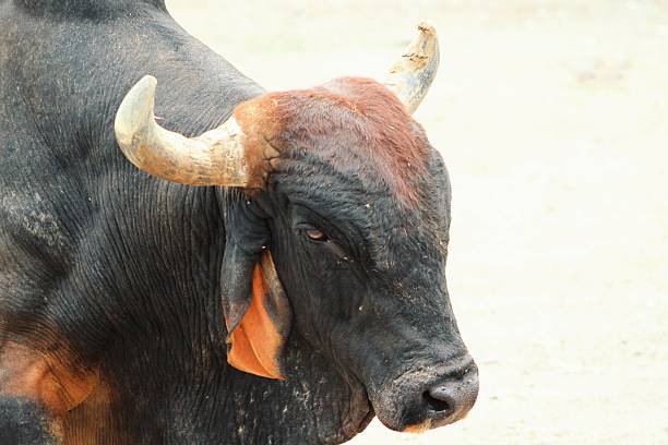 A bull is an intact adult male of the species Bos taurus, commonly known as domestic cattle.