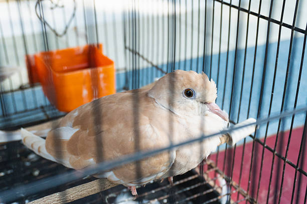 istock A Beautiful Barbary Dove 2220576545