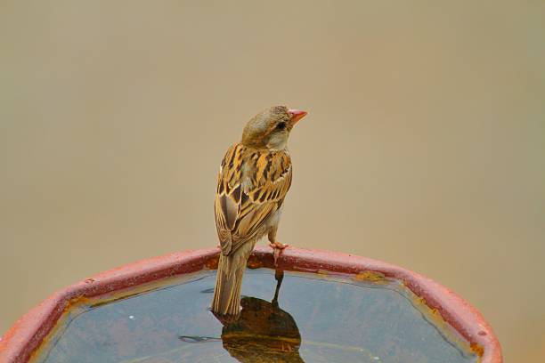 National Bird Day, celebrated on January 5 each year, is a day dedicated to raising awareness about the importance of birds in our ecosystems and their conservation. To raise awareness and protect these small creatures, World Sparrow Day is celebrated every year on March 20th. World Sparrow Day was initiated by \