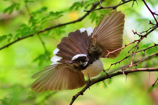 istock White-browed fantail bird photo 2220577041
