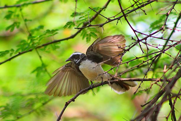 istock White-browed fantail bird photo 2220577189