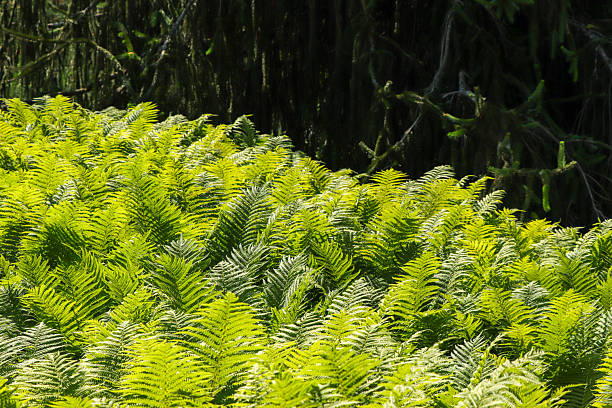 Green fern leaves in the forest.