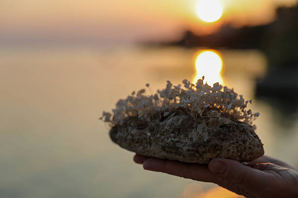Sunset in the Bay