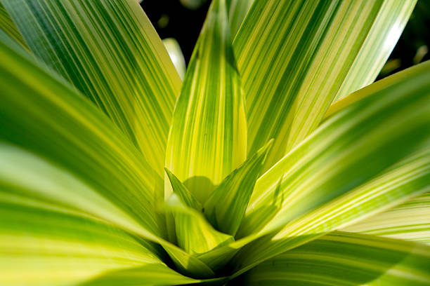 Close-up of a Bromeliad Species Plant