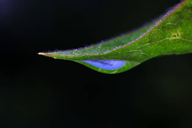 White light airy soft bird feather with transparent fresh drops of water on  turquoise blue background close-up macro. Delicate dreamy exquisite artistic image of the purity and fragility of nature.