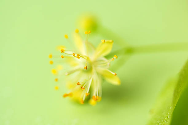 Linden flowers close-up in studio