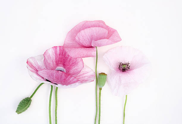 Three light pink poppy flowers with green stems on a clean white background. Soft composition perfect for romantic and botanical themes. Copy space