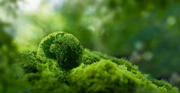 istock Green globe on moss in green forest - Environmental concept, Ecology and sustainable environment of the world, Help save the environment, World day, Help keep the world clean 2220587144