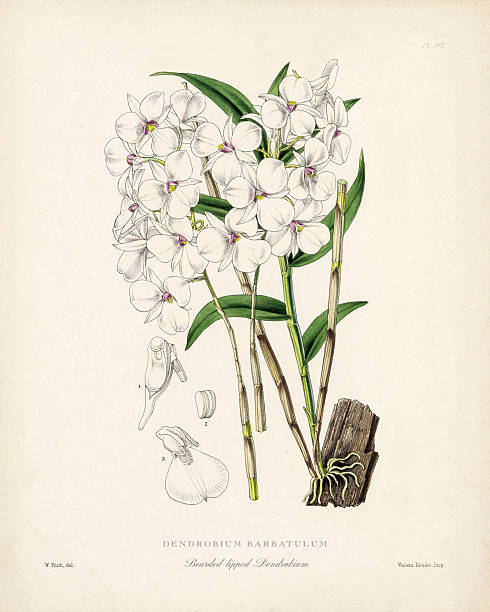 istock DENDROBIUM BARBATULUM, Bearded-lipped Dendrobium, Antique Engraved and Hand-Colored Victorian Orchid Botanical Illustration, 1867 2220587526