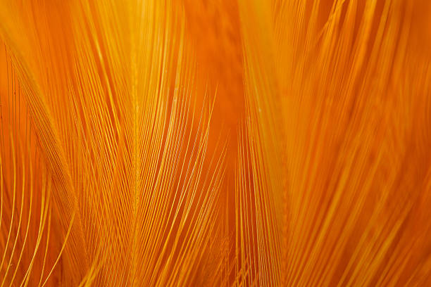 istock Close-up macro brown soft feather texture,orange feather pigeon macro photo. texture or background 2220589225