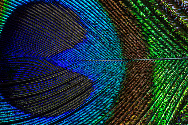 istock Peacock feather texture close up macro,Abstract peacock feather, macro close up. Vivid exotic bird feather background 2220589355