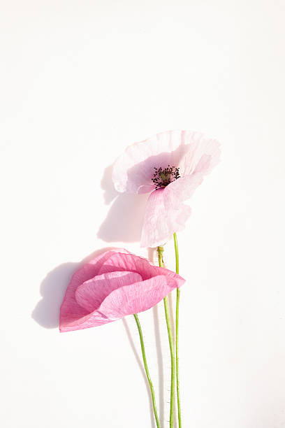 istock Two gentle pink poppies on a pure white background with soft light and shadows. Copy space 2220589712