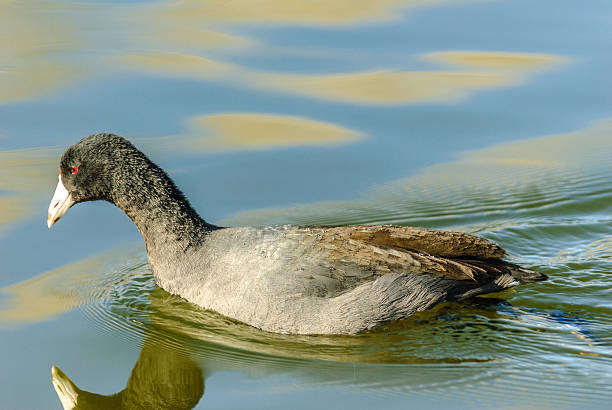 The American Coot (Fulica americana), also known as a mud hen, is commonly mistaken for a duck.  Unlike ducks, the coot doesn’t have webbed feet or a broad flat bill.  Coots live near water, typically inhabiting wetlands and open bodies of water.  The American Coot is a migratory bird that occupies most of North America. It lives in the western United States and Mexico year-round.  During the summer breeding season, the coot can be found in the northeast United States.  Coots may build floating nests and lay up to 12 eggs per clutch.  American coots mostly eat algae and other aquatic plants but may eat vertebrates and invertebrate animals when available.  This American Coot was photographed while swimming in a pond at Dead Horse Ranch State Park near Cottonwood, Arizona, USA.