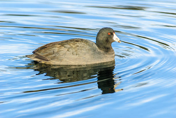 The American Coot (Fulica americana), also known as a mud hen, is commonly mistaken for a duck.  Unlike ducks, the coot doesn’t have webbed feet or a broad flat bill.  Coots live near water, typically inhabiting wetlands and open bodies of water.  The American Coot is a migratory bird that occupies most of North America. It lives in the western United States and Mexico year-round.  During the summer breeding season, the coot can be found in the northeast United States.  Coots may build floating nests and lay up to 12 eggs per clutch.  American coots mostly eat algae and other aquatic plants but may eat vertebrates and invertebrate animals when available.  This American Coot was photographed while swimming in Walnut Canyon Lakes in Flagstaff, Arizona, USA.