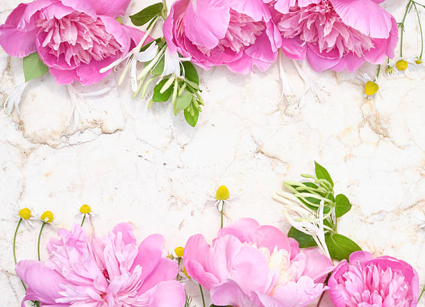 istock Delicate pink peonies and chamomile flowers arranged as a frame over a marble surface. Copy space, flat lay 2220591052