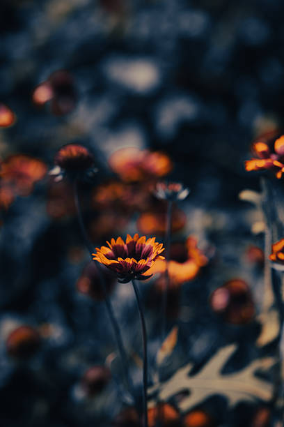 istock Elegant Lily in Soft Sunset Light 2220591154