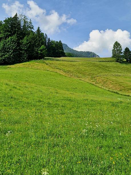 grüne Wiesen - Ruhpolding