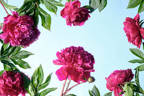 istock Bright red peonies and green foliage arranged on a mirror with sky reflection. Fresh floral composition with natural light and water droplets, ideal for seasonal and botanical themes. Copy space 2220592051