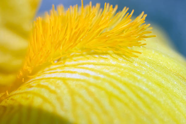 Extreme macro of a yellow iris petal showing fine hairy structures and surface texture. Bright floral detail ideal for botanical, abstract, or nature-themed designs
