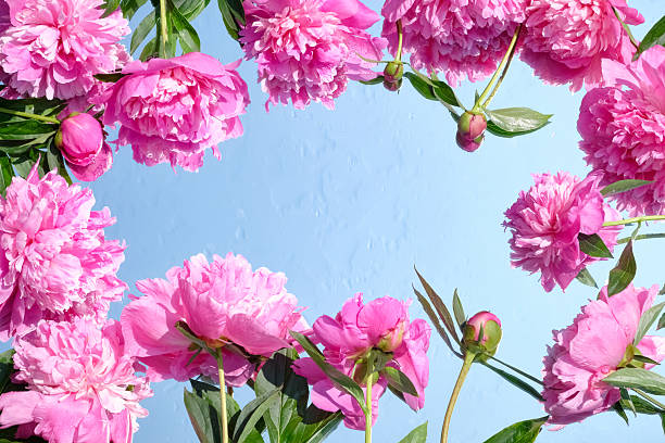Vibrant pink peonies arranged around a mirror reflecting blue sky. Bright, fresh floral frame with natural light and water droplets. Perfect for spring and summer themes. Copy space