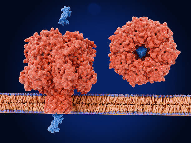 istock The pore forming toxin alpha-hemolysin from Staphylococcus aureus 2220593527
