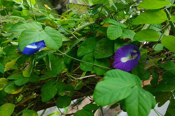 Close-up shot of vibrant blue Asian pigeonwings (Clitoria ternatea) flowers growing among dense green foliage, showcasing their striking color and natural form in a tropical garden setting.\n\nConcept:\nasian pigeonwings, butterfly pea flower, clitoria ternatea, kembang telang, herbal plant, tropical flower, blue petals, medicinal plant, natural garden, green leaves, close-up flora, edible flower, vibrant bloom, eco gardening