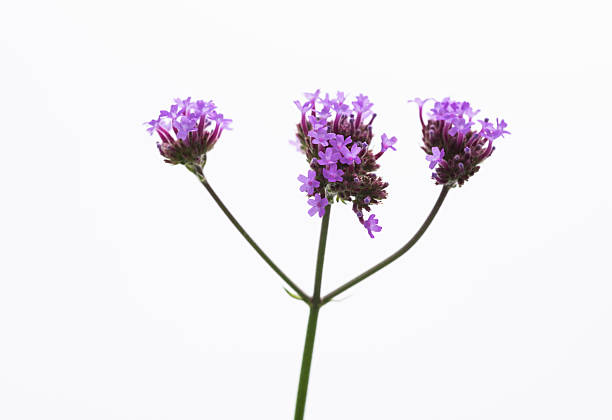 Purple verbena flowers on white background