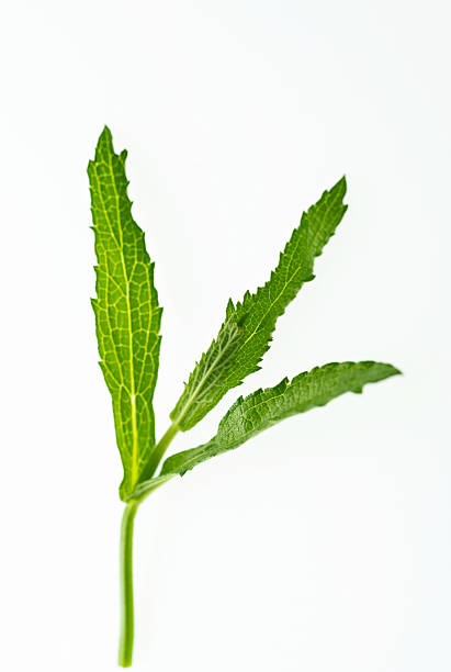 istock Brazilian verbena leaves on white background 2220597720