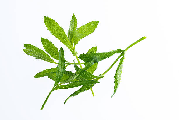 istock Brazilian verbena leaves on white background 2220597741