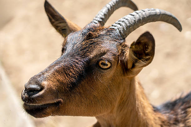 Close up of a goat