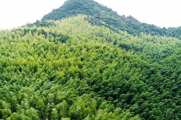 The bamboo forest on the mountain