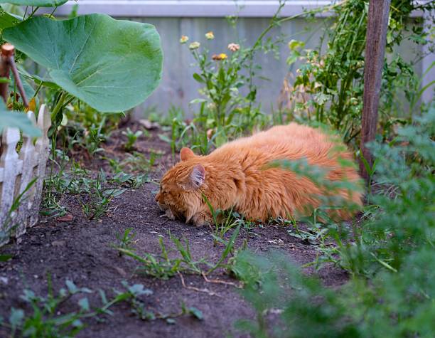 Ginger cat sleeping on the ground in the garden